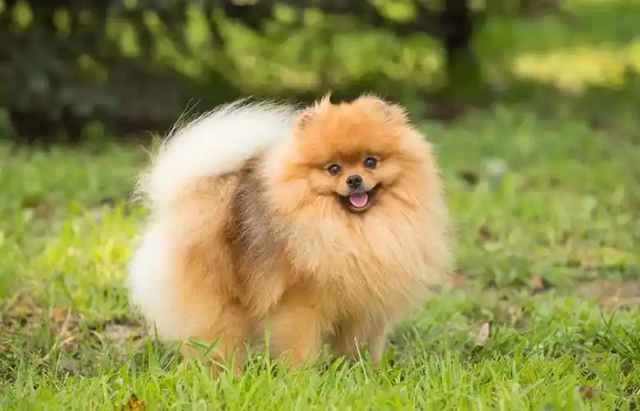 Orange Pomeranian pictures