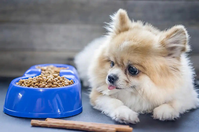How to Feed a Pomeranian