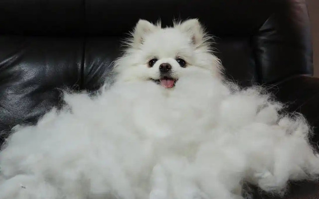 Pomeranian dog with double coat close-up