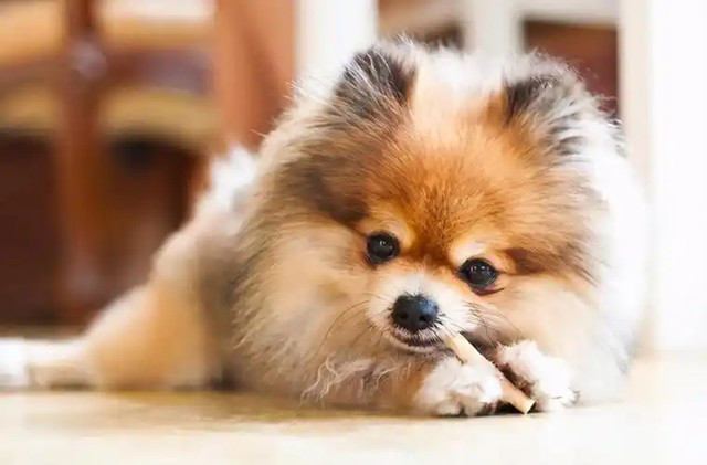 Pomeranian images