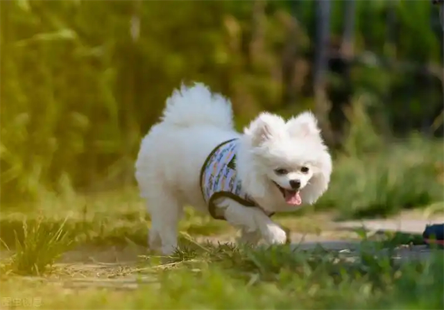 Fluffy Pomeranian breed photos