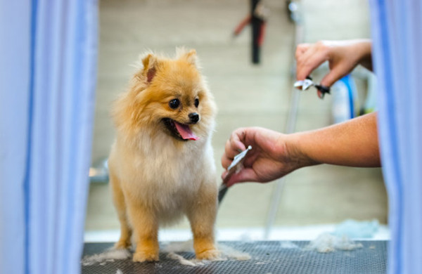 Pomeranian pictures