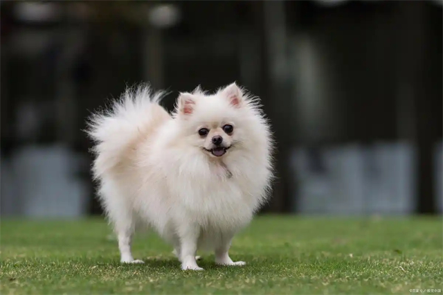 Pomeranian pictures