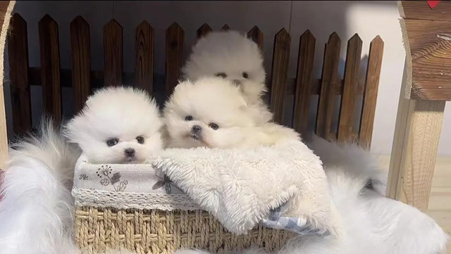 Pomeranian puppy photos