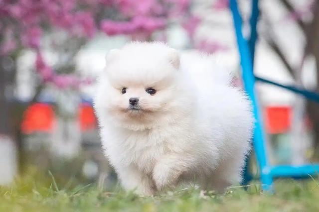 Pomeranian pictures