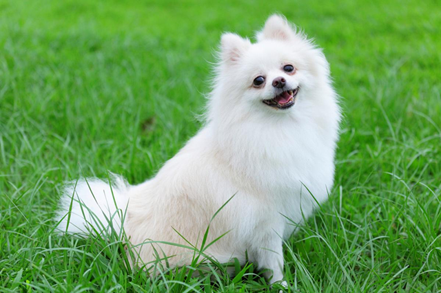 Pomeranian dog HD images`