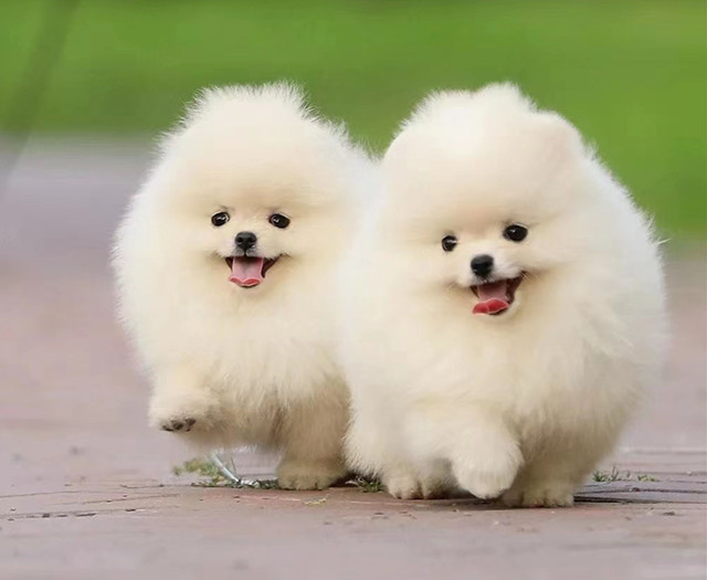 Cute Pomeranian dog images