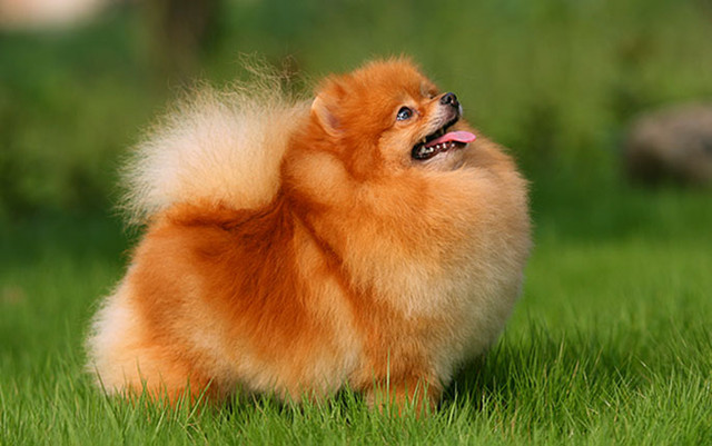 Pomeranian dog HD images`