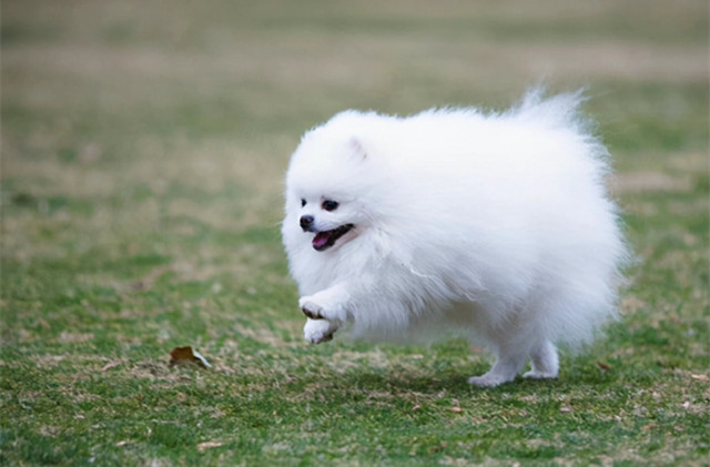 Fluffy Pomeranian breed photos