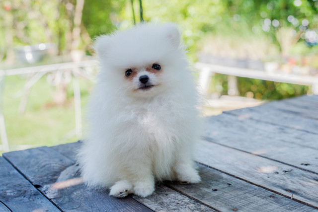 Pomeranian dog HD images`