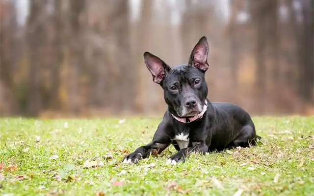 What Are Mixed Breed Dogs
