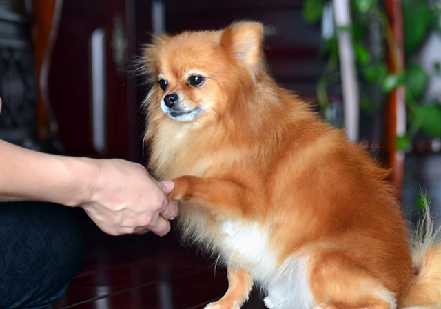 A Neurobehavioral Approach to Pomeranian Education