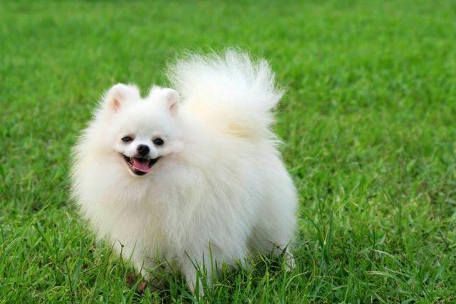 Pomeranian images